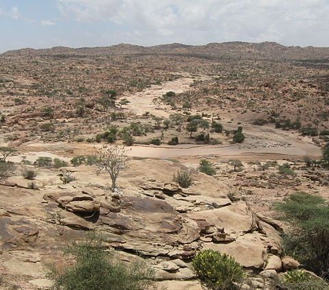 Deforestazione, clima e siccità la Somalia prova a invertire la rotta