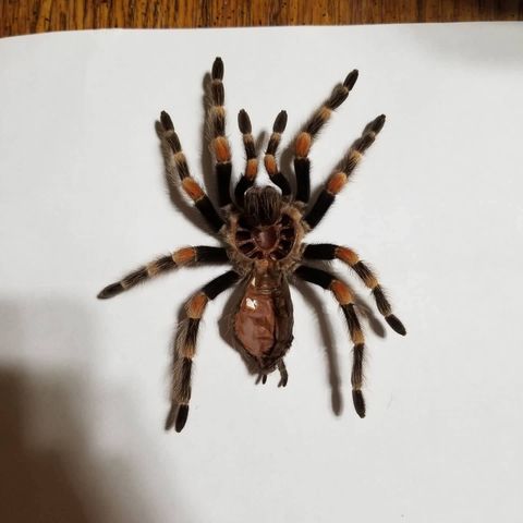 Episode 2: Mexican Red-Knee Tarantula