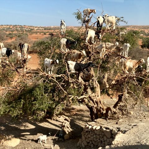 25 - La "medina" colorata di spezie e le capre sugli alberi: Marocco ruvido e sorprendente