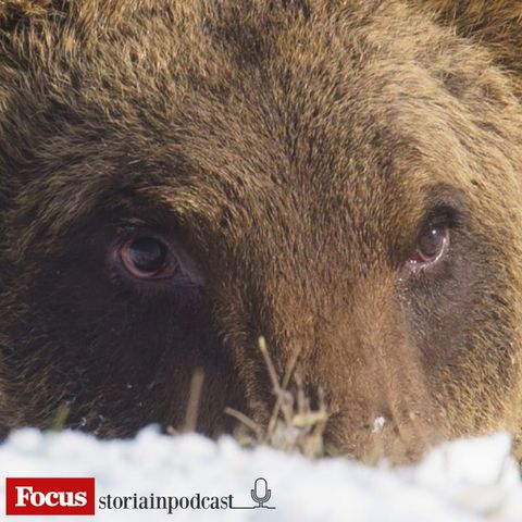 Addio Carrito. La storia dell’orso investito da un'auto