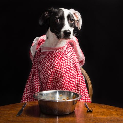 Thanksgiving Dinner And Travel Tips For Pet Owners