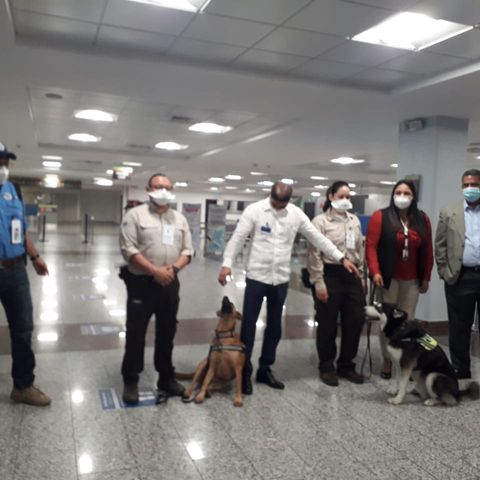 Perros rescatados de albergue son traídos desde Guatemala para detectar plagas en el AILA
