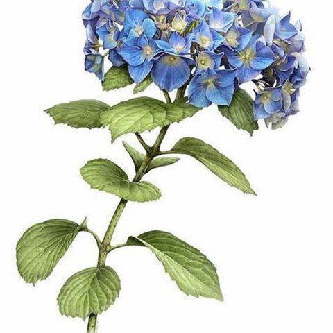 Show 240: Hydrangea