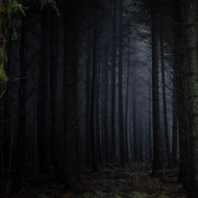 Forest at Night 3 Hours