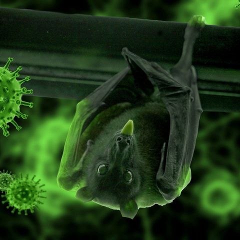 Deadlier Virus in the Wuhan Lab | Nipah Virus | Conspiracy Podcast