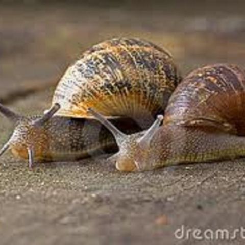 By Special Request.......A Tale Of 2 Snails