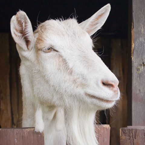 Mike Hosking interviews David Hemara about goat's milk