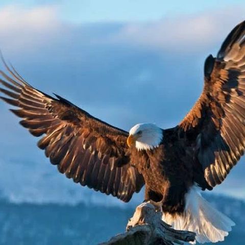 5 Leadership Habits, Every Aspiring Successful Person Should Learn From The Eagle