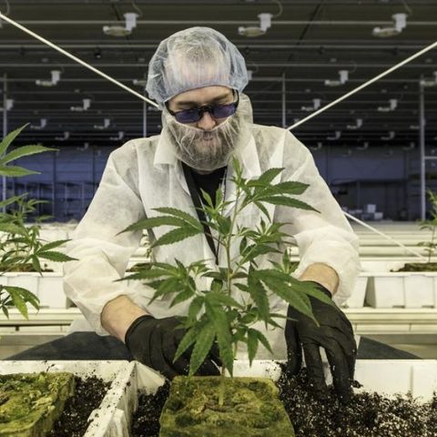 USA: crescono i “cannabis job” mentre si prepara la legalizzazione federale