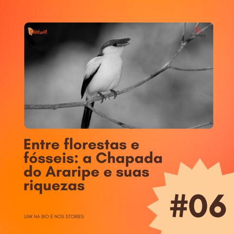 #06 - Entre florestas e fósseis: a Chapada do Araripe e suas riquezas