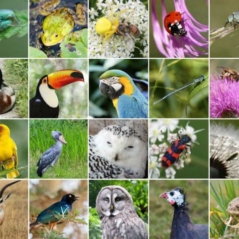 Informe sobre declive de la biodiversidad, con Paloma Nuche (Greenpeace) | Actualidad y Empleo Ambiental #12 - 14/5/19