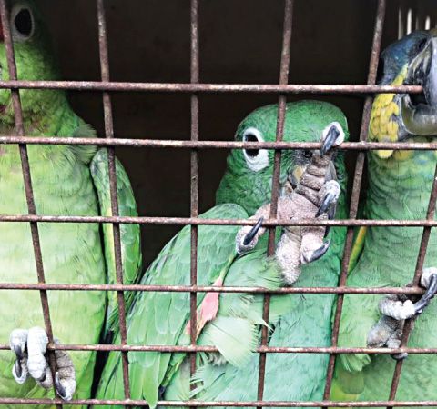 Convenio CITES y el trafico ilegal de especies, con Ana Heredia | Actualidad y Empleo Ambiental #59