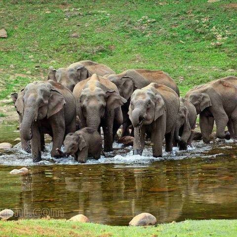 കാട്ടാനയിറങ്ങിയാൽ സന്തോഷമാണീ ​ഗ്രാമവാസികൾക്ക് | Anakkulam - Elephant View Point (Munnar)