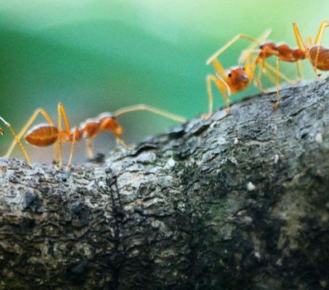 Biocarburanti dalle formiche nuove indicazioni sulla tutela della biodiversità