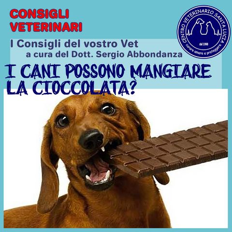 7 - I Cani possono mangiare la Cioccolata?