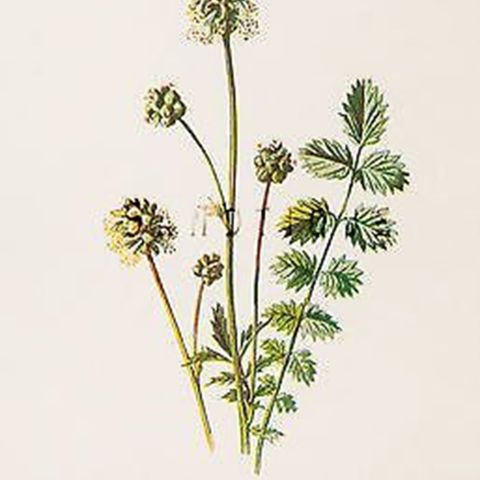 Show 199: Garlic Mustard and Salad Burnet