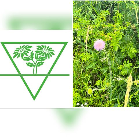 🌿💚Phytanthropen💚🌿