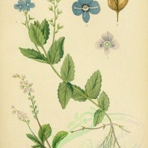 Show 212: Morel Mushrooms and Veronica Speedwell