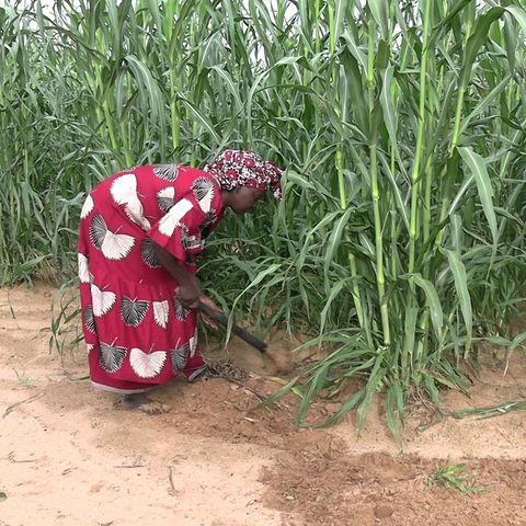 Agriculture féminine, nutrition et scoutisme (Le Niger sur Kalangou)