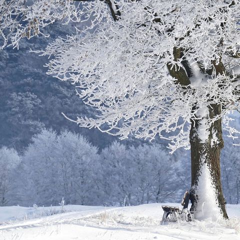 L’inverno non è morire, è attesa di primavera - Giornale di Brescia