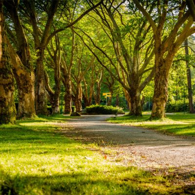 Park Ambient 3 Hours