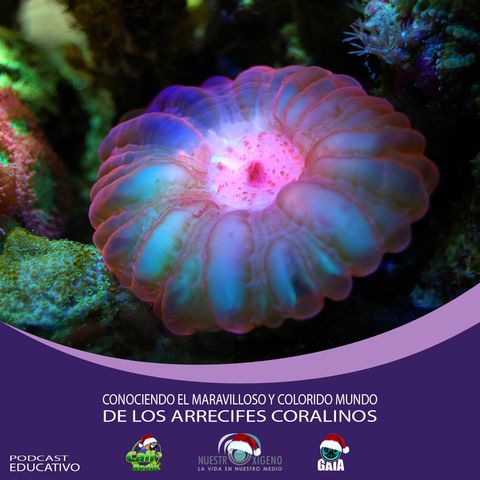 NUESTRO OXÍGENO Conociendo el maravilloso y colorido mundo de los Arrecifes Coralinos
