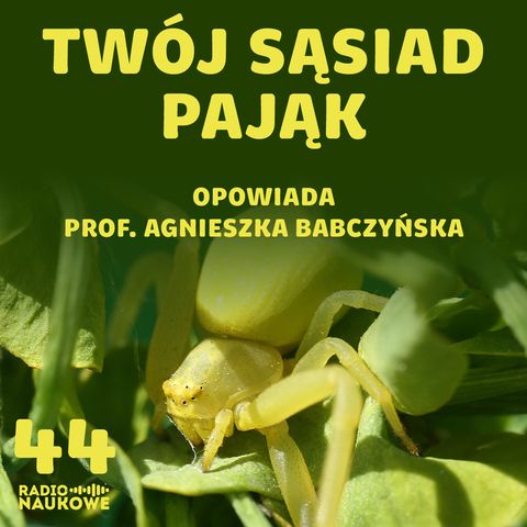#44 Zyzuś tłuścioch i inni nasi ośmionożni sąsiedzi. Podcast o pająkach w mieście i kosmosie | prof. Agnieszka Babczyńska
