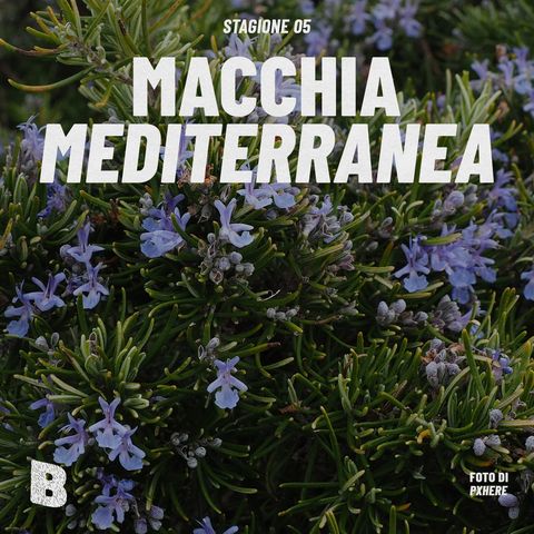 Ep 40 • Macchia Mediterranea
