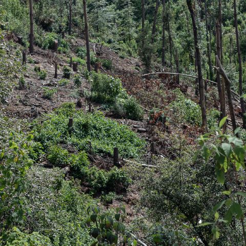 Abren más 20 denuncias por tala ilegal en CDMX