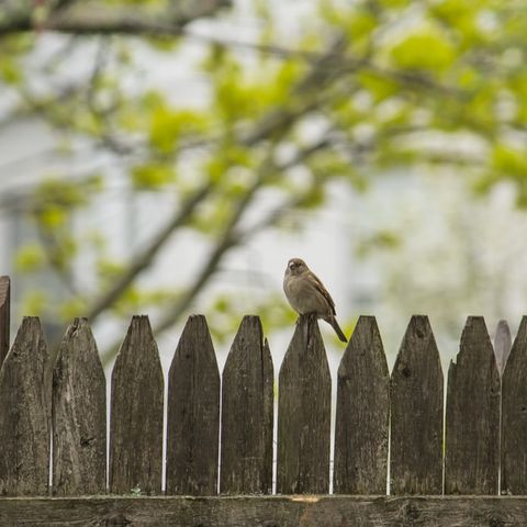 Restrict the Irritating Traffic Sounds in your Garden with Noise Fencing