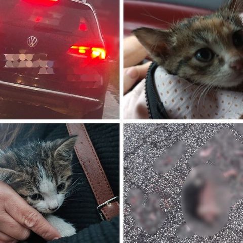 Getta tre gattini dall’auto e uno muore schiacciato: carabinieri sulle tracce di un automobilista