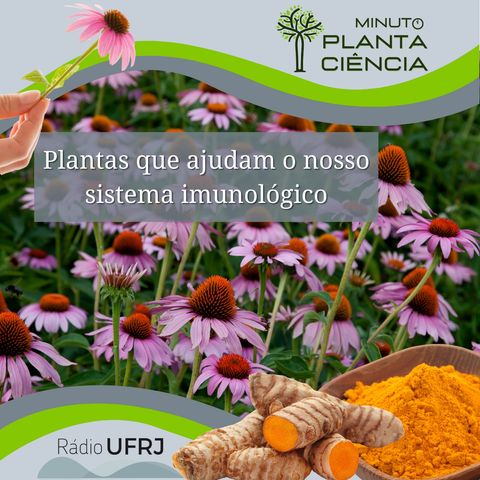 Minuto PlantaCiência - Ep. 04 - Plantas que ajudam o nosso sistema imunológico (Rádio UFRJ)