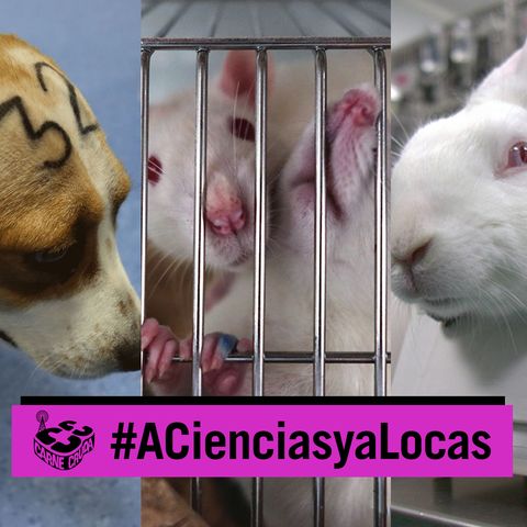 Experimentación con animales. El caso Vivotecnia y muchos más (A CIENCIAS Y A LOCAS - CARNE CRUDA #878)