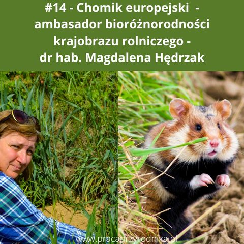 #14 - Chomik europejski - ambasador bioróżnorodności krajobrazu rolniczego - Dr hab. Magdalena Hędrzak