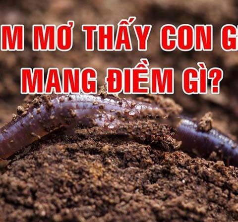 Mơ Thấy Giun - Giải Mã Ý Nghĩa Và Điềm Báo Từ Giấc Mơ