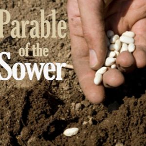 Ear Gate - 4 Soils
