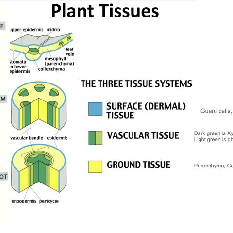 Plant Tissue Systems Lecture