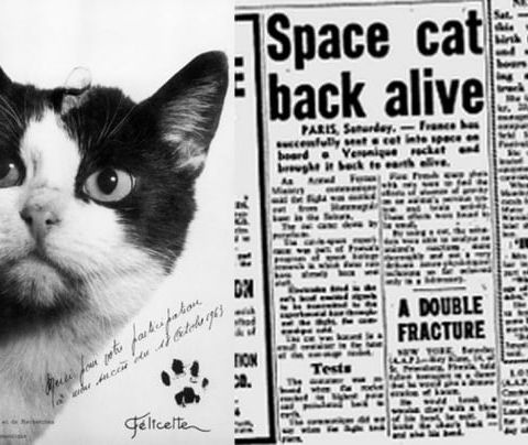 Cattività 64 - Il gatto spaziale