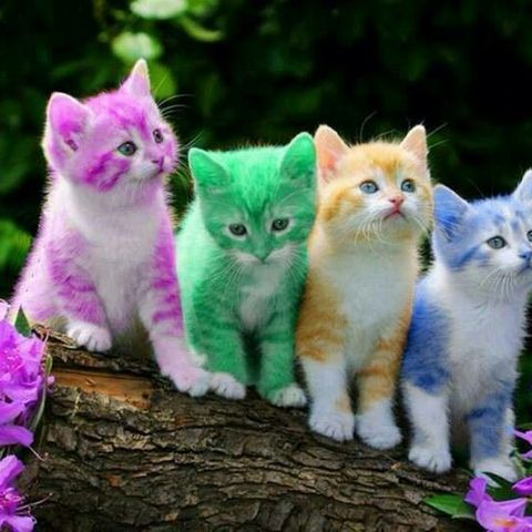 the little rainbow animals