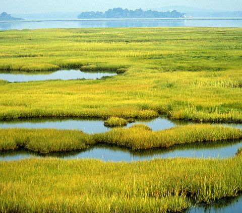 Ecco come il clima impatterà sulle zone umide del Nord America