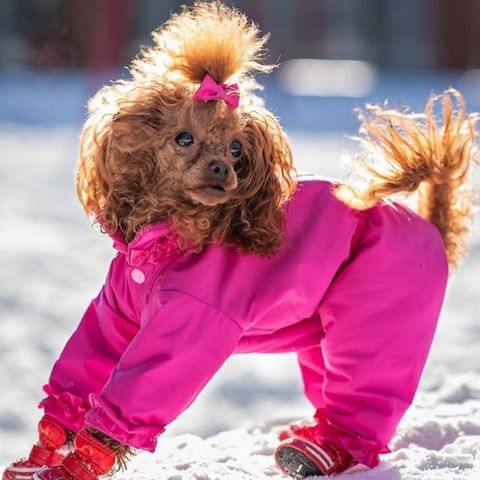 Manteau pour chien sur mesure: Montréal et tout le Canada