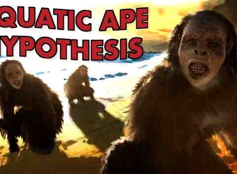 The Most Bizarre Idea in Human Evolution - The Aquatic Ape Hypothesis