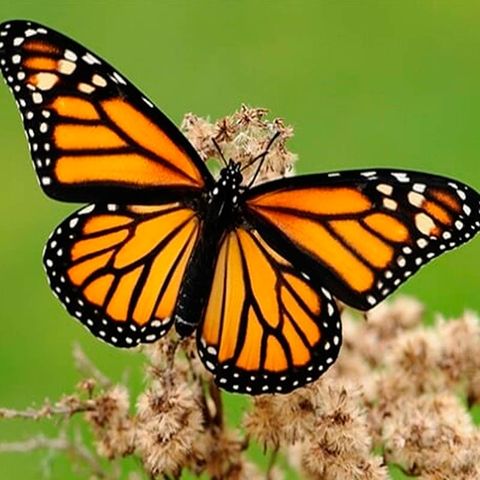 Regala mariposas de buenos deseos a tus seres queridos
