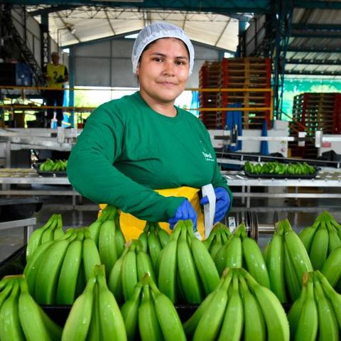 Empleo y paz, los frutos más grandes del sector bananero