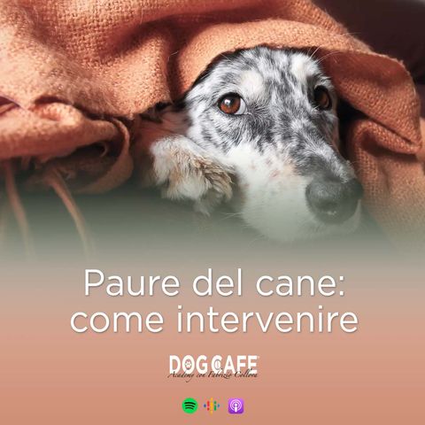 115 - Paure del cane, come intervenire.