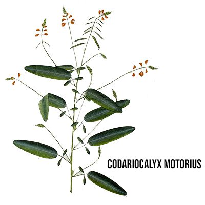 COLLETTIVO ORTICA #11: Codariocalyx motorius