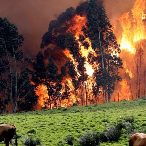 Por qué se le pega fuego al monte, con Javier Jiménez | Actualidad y Empleo Ambiental #52