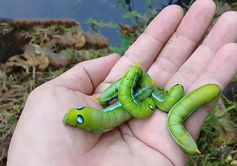 Nằm Mơ Thấy Con Sâu Xanh: Giải Mã Điềm Báo Tốt Lành và Cơ Hội Mới