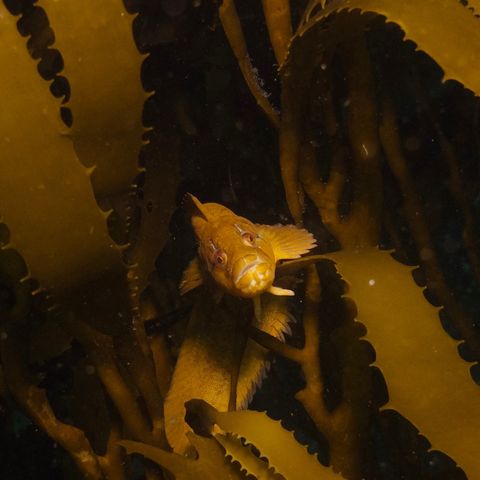 Bosques de kelp con Vladimir Garmendia del Proyecto Huiros | #07 Planeta Agua