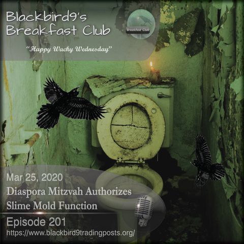 Diaspora Mitzvah Authorizes Slime Mold Function - Blackbird9 Podcast